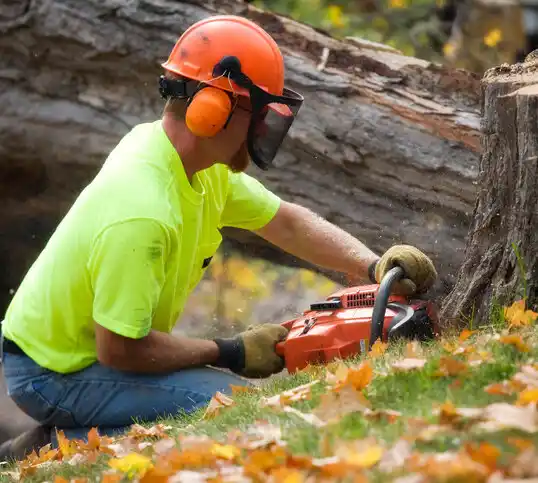 tree services Philipsburg